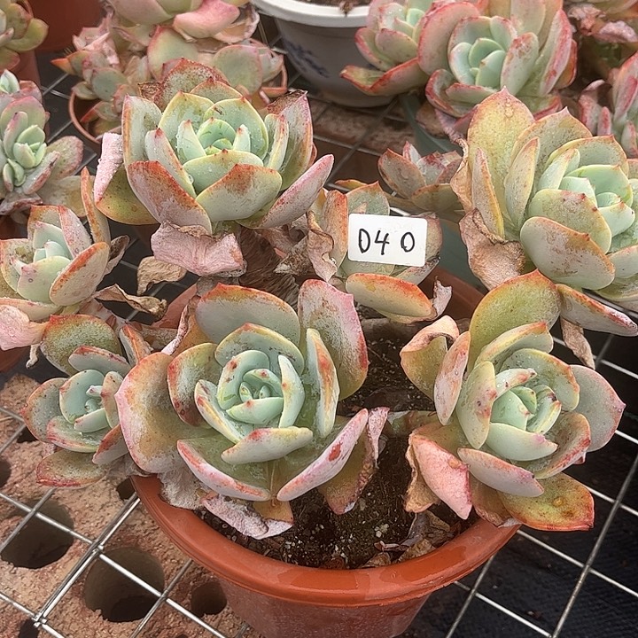 如***尘040白凤脱土发货不退不换