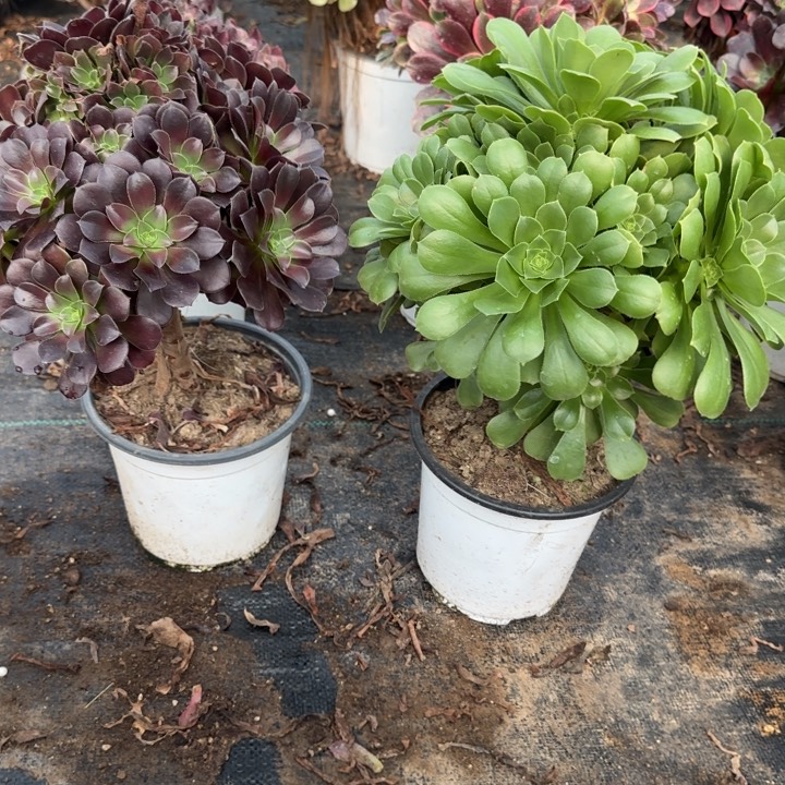 欧紫➕绿杨蓉包邮。        