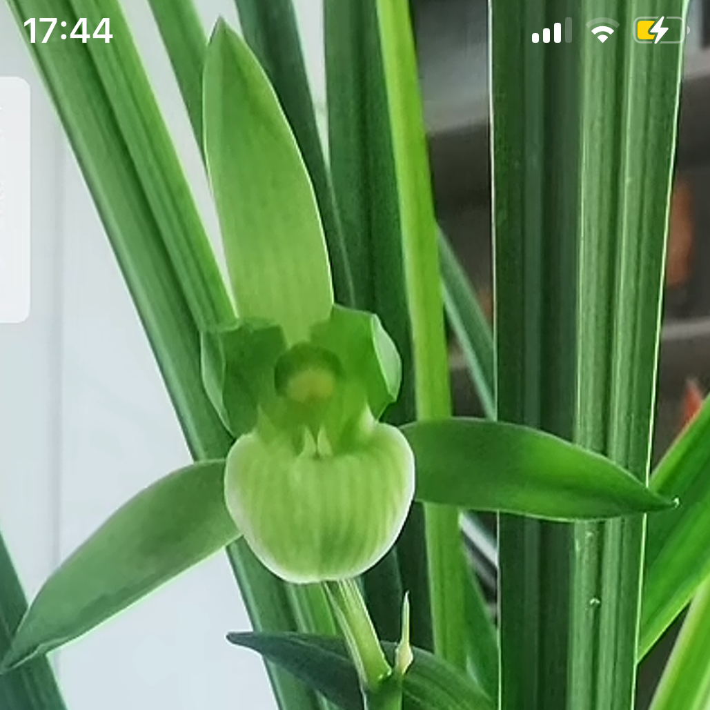 资源兰花一物一拍