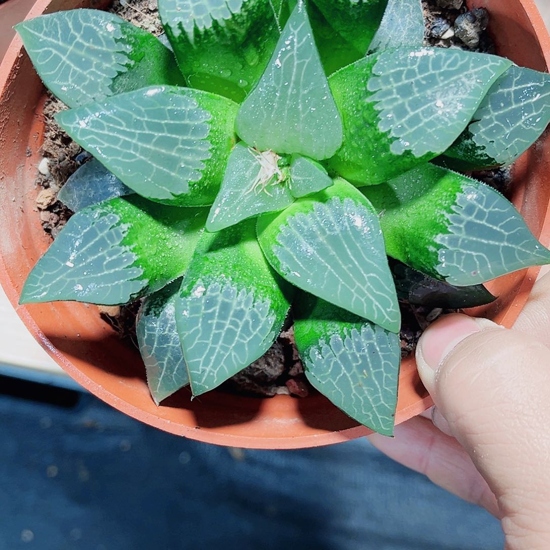 大母本寿系列非常好看