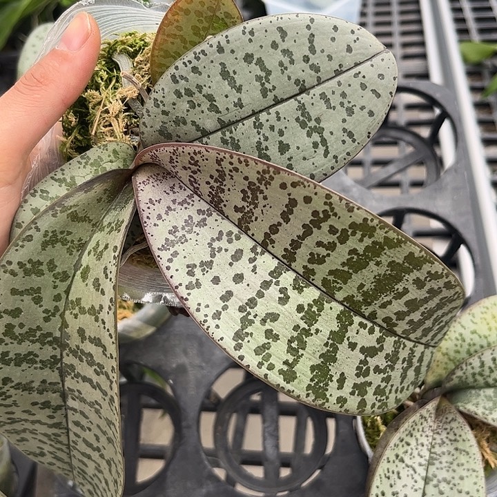 完全开放超银叶西雷利l