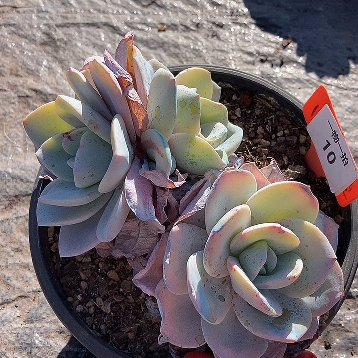 10 一物一拍不退不换