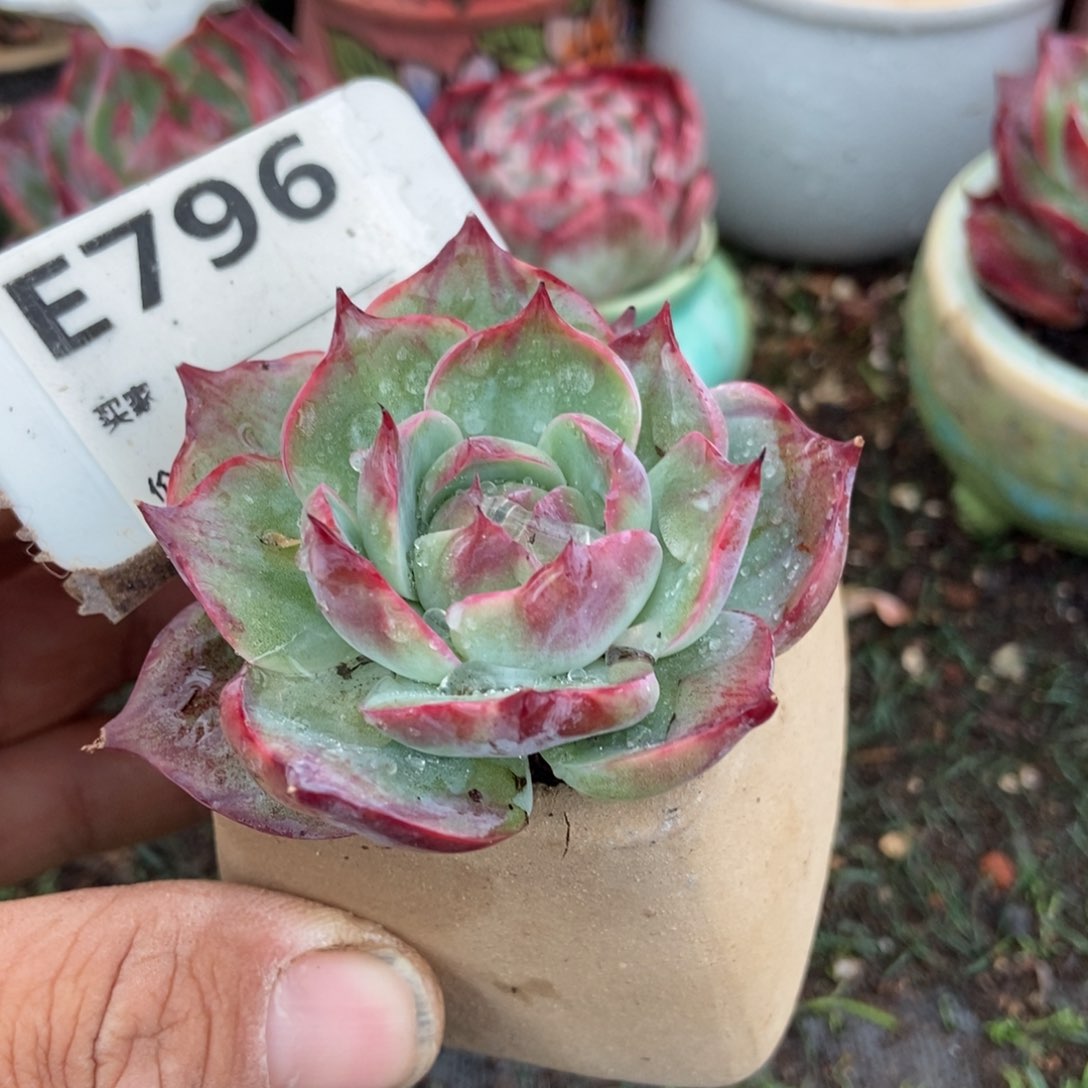 惊鸿一瞥796号楼