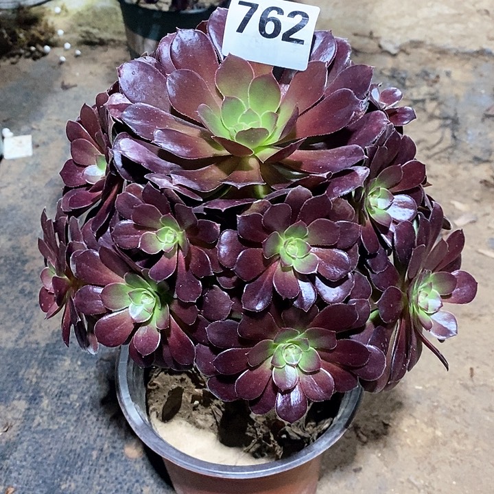 法师植物一物一拍762