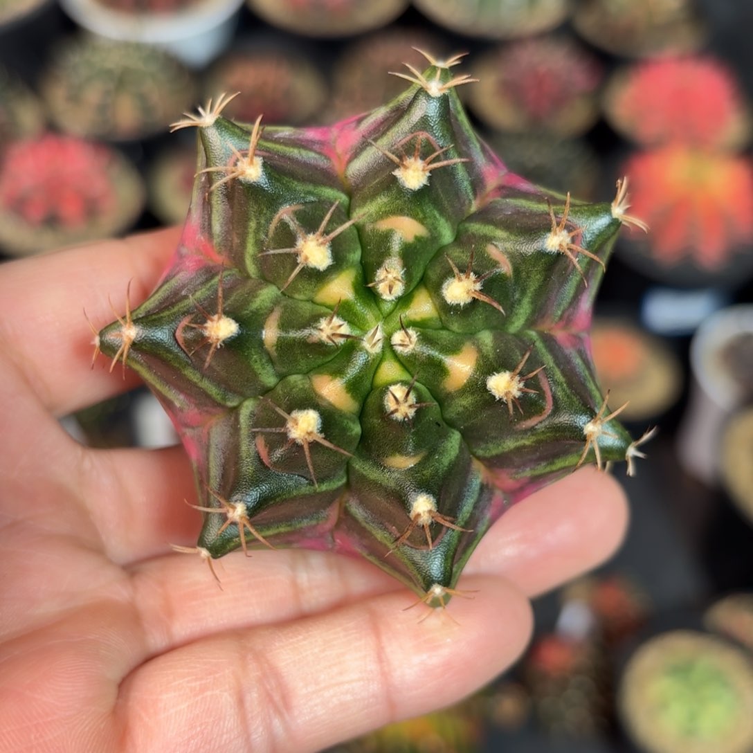 泰系实生仙人球60号