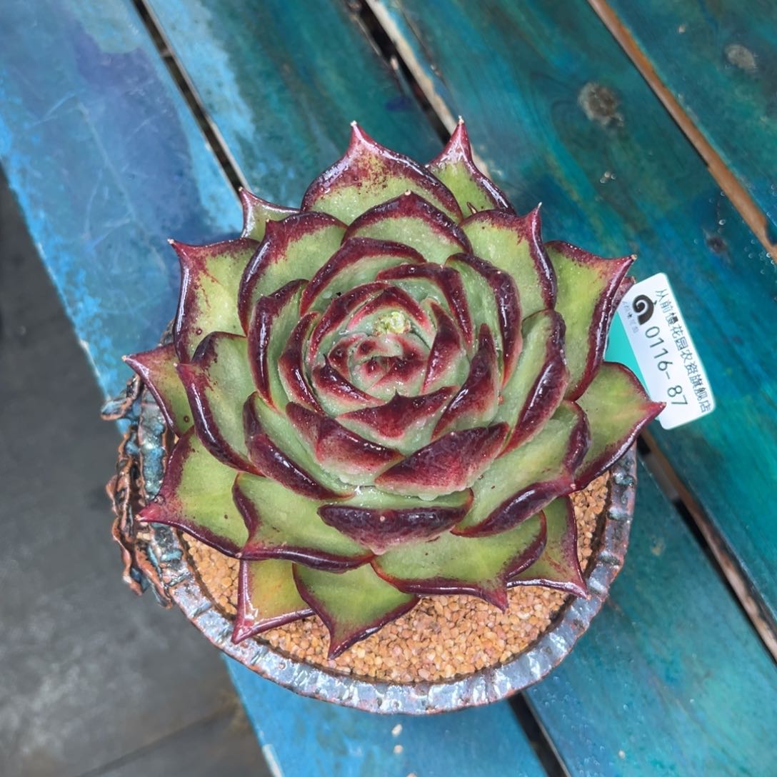 秦****店多肉一物一拍0116-87