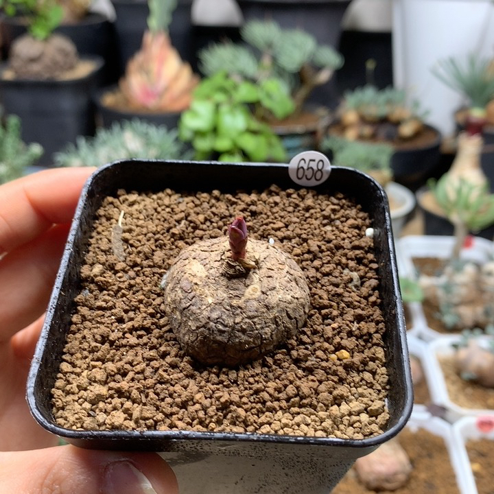 小玫瑰大戟带盆658