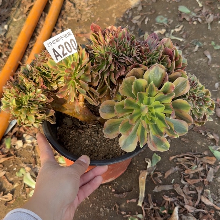 红秀缀……多肉植物……