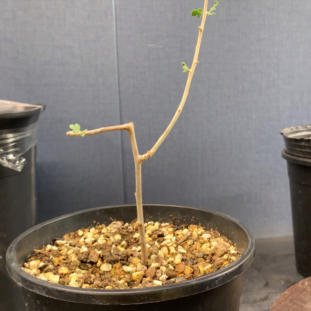 得**手索马里绒叶橄榄哈哈哈