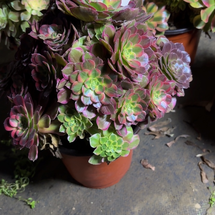 瑞妈，，。。。。。725。安娜，