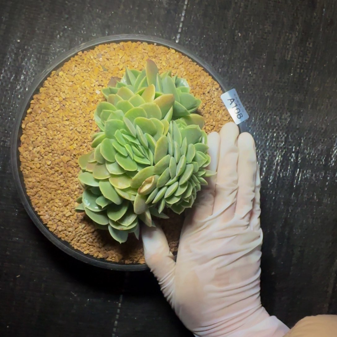 a a a a a a a 108