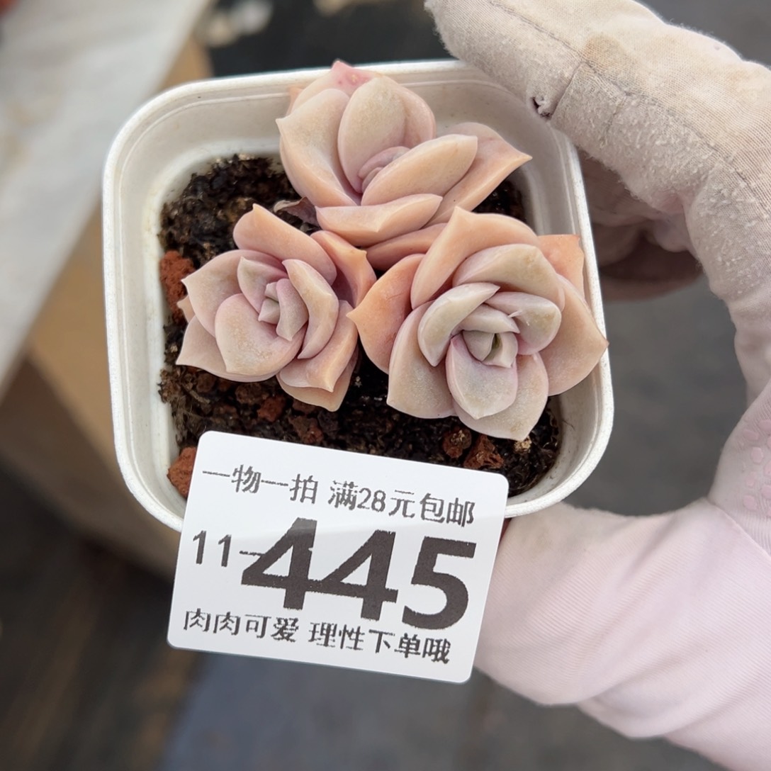 可爱玫瑰多肉多肉多肉多肉多肉