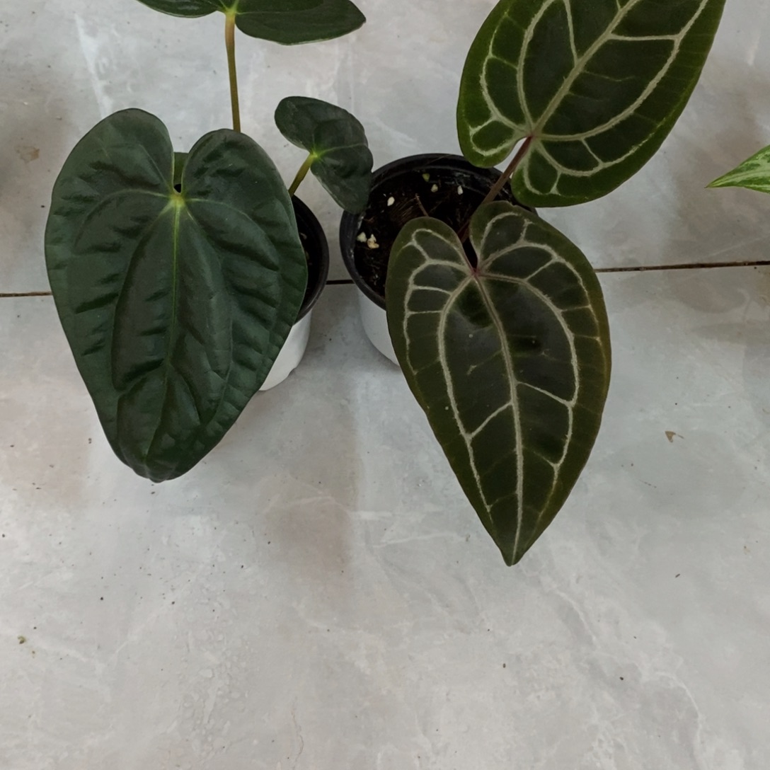 不开花植物5593 奢华杂+F2杂F3（偏远不售后）