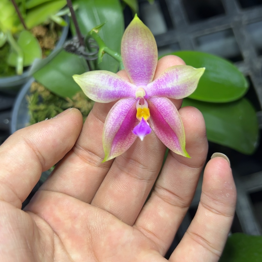 完全开放l131三寸盲盒