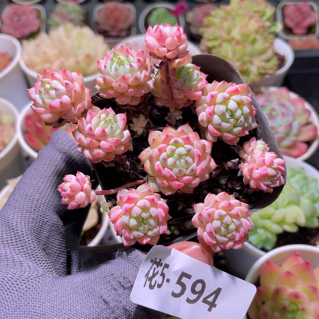 花利美5-594小粉莓