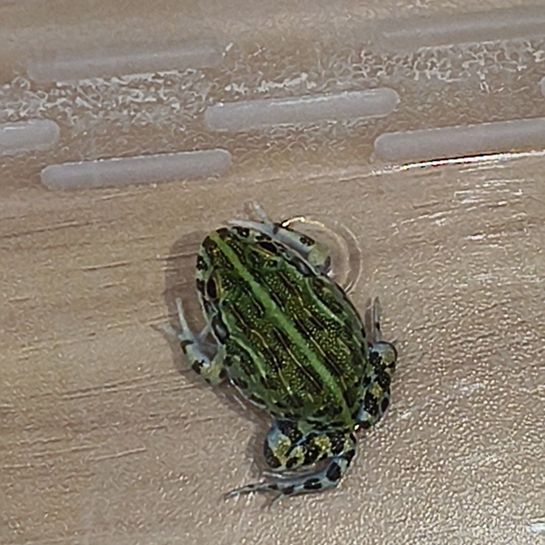 非洲牛蛙非牛专拍链接闪购