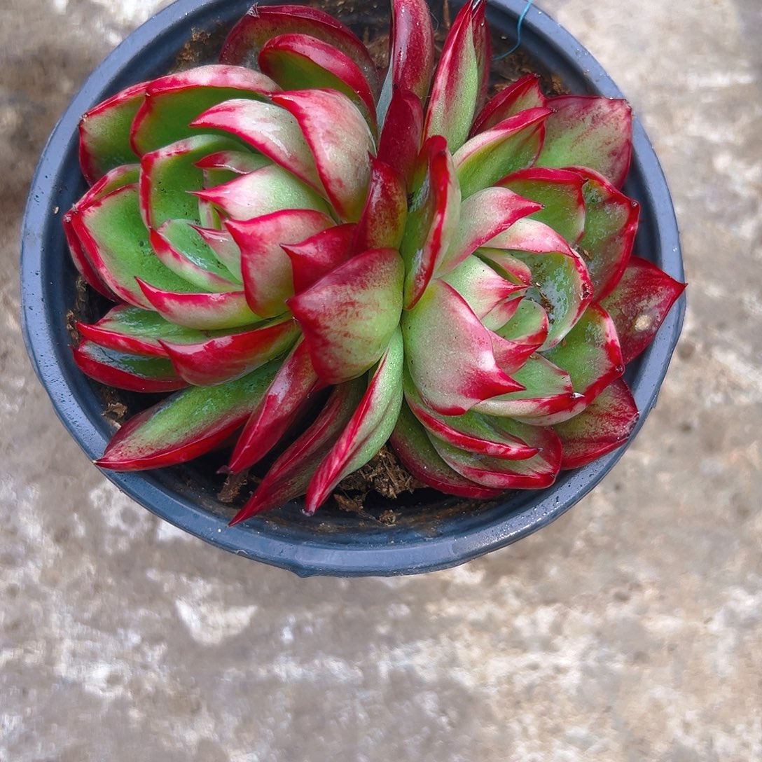 惊红多肉2456788990009