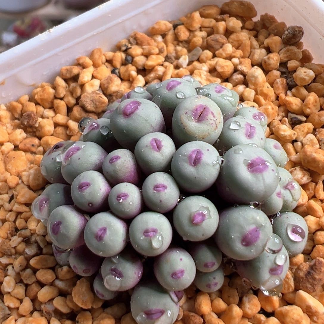 多肉植物166号红嘴