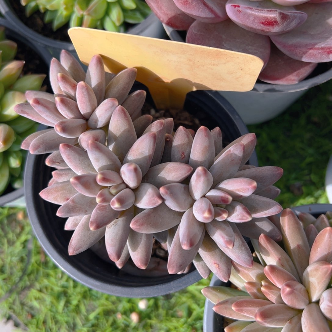 福利来啦打榜打投啦来