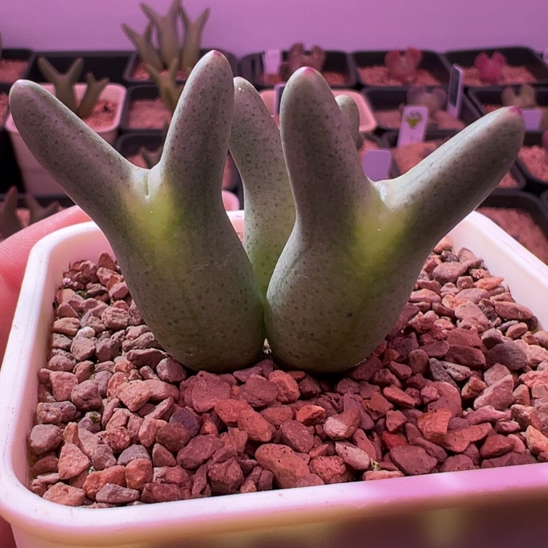 295。0136尖耳皮卡丘。点点纹圆柱耳