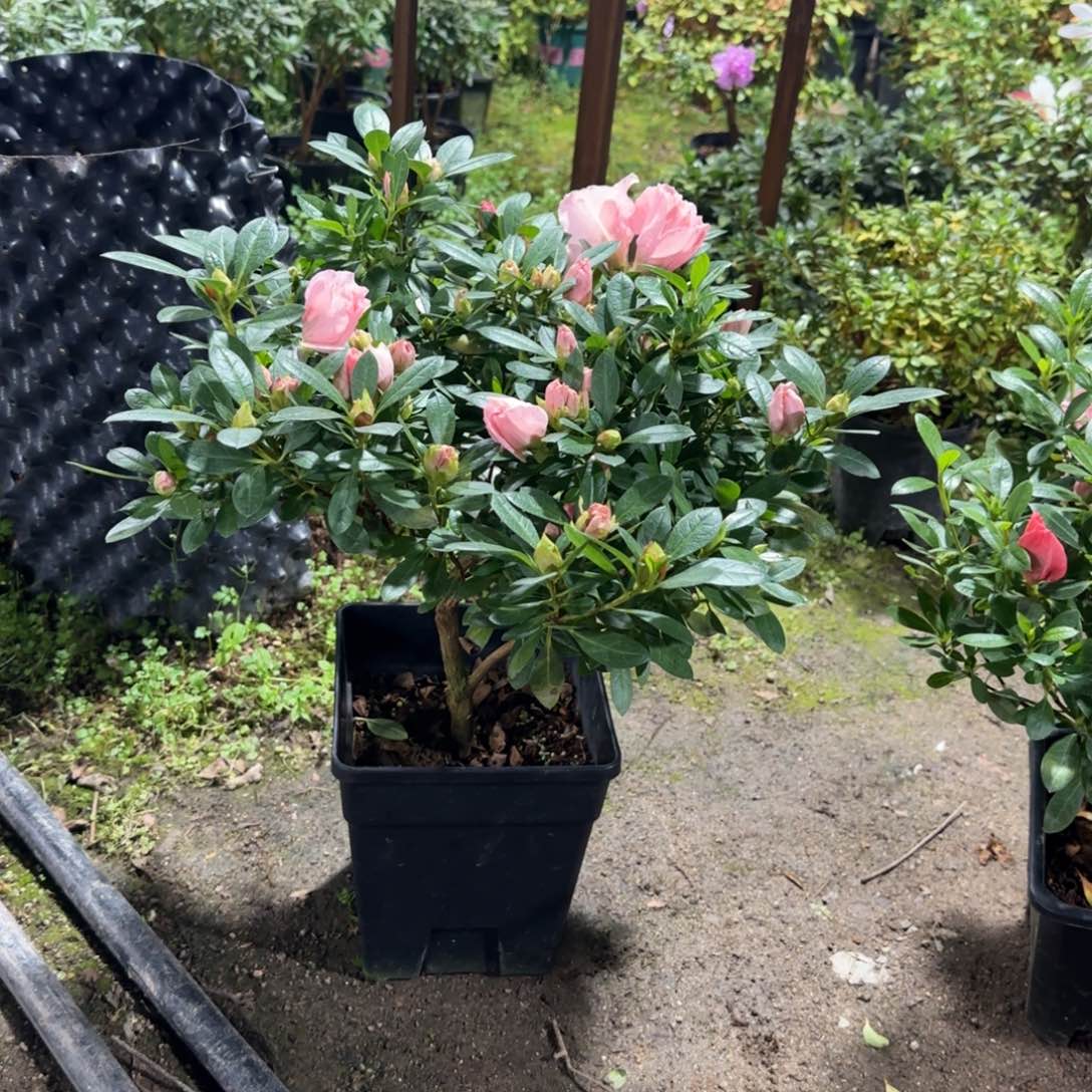 大***司完全开放桃梅锦杜鹃花