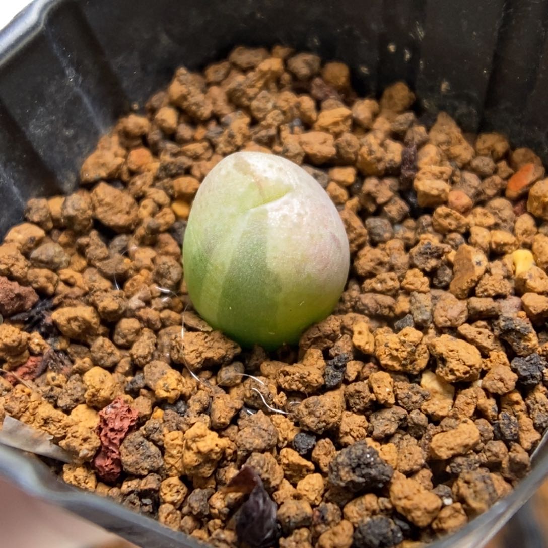 多肉植物肉锥杂交K-4808
