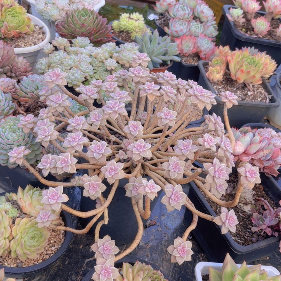 阿伦培28169多肉植物