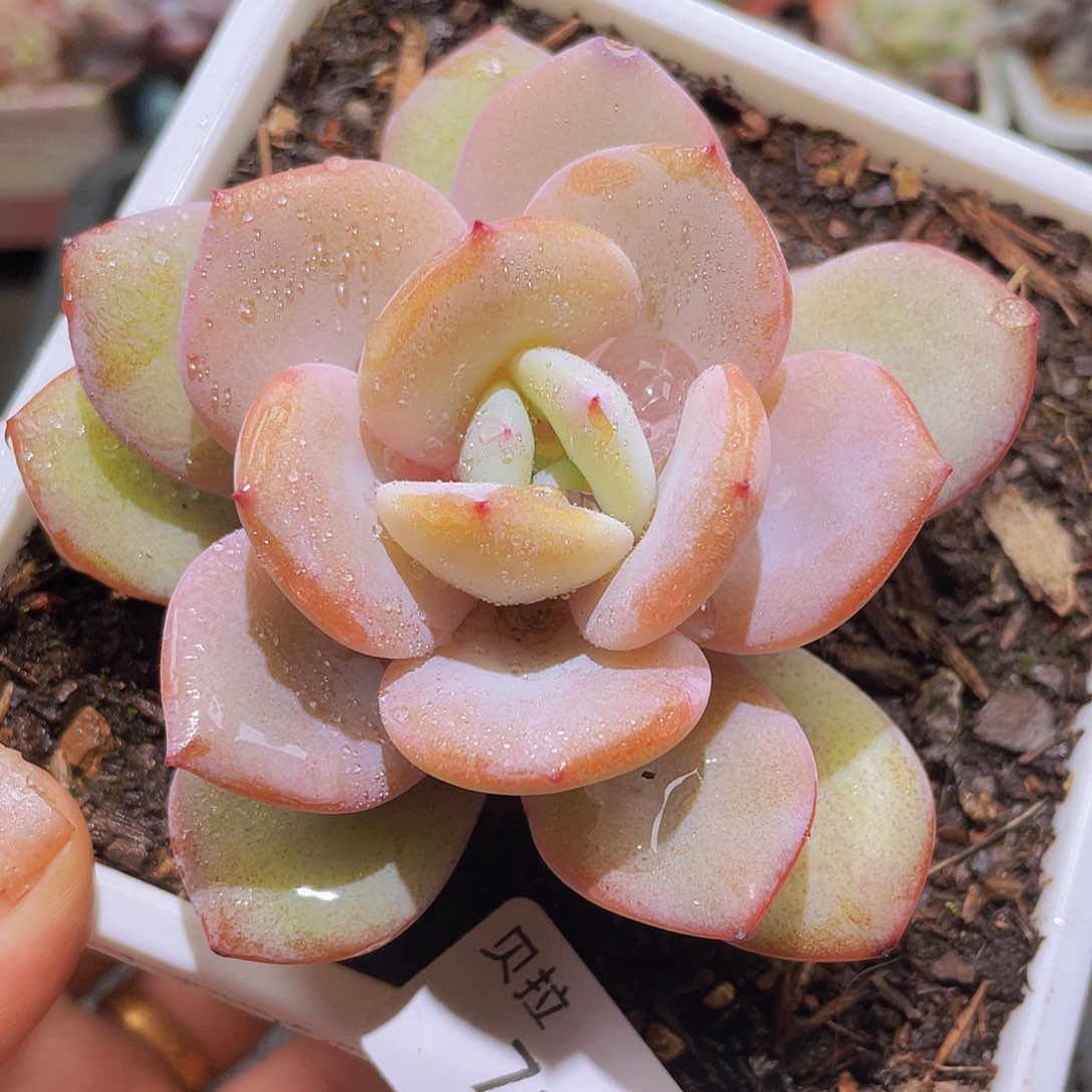 714 精品多肉一物一拍