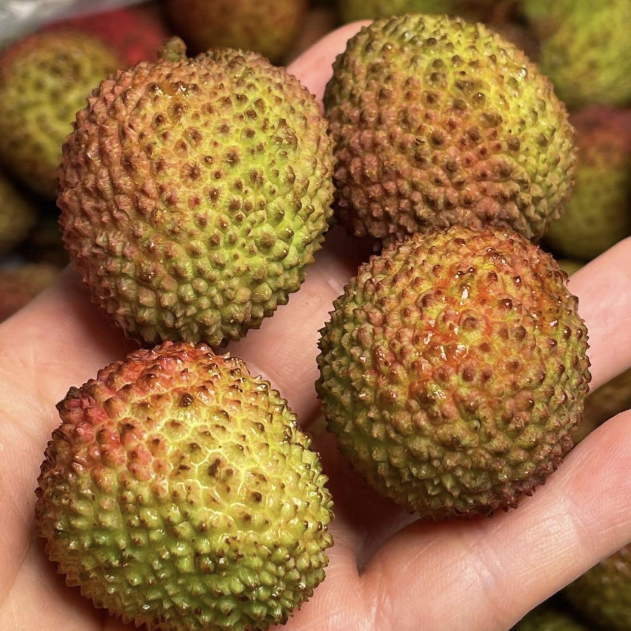 【1.99超低价】广东妃子笑荔枝 500g