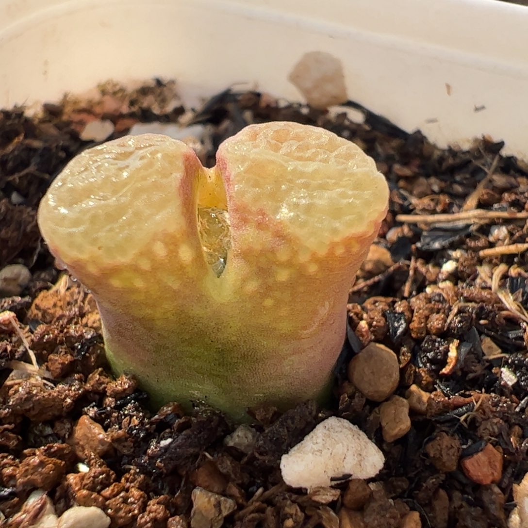 091多肉植物百科