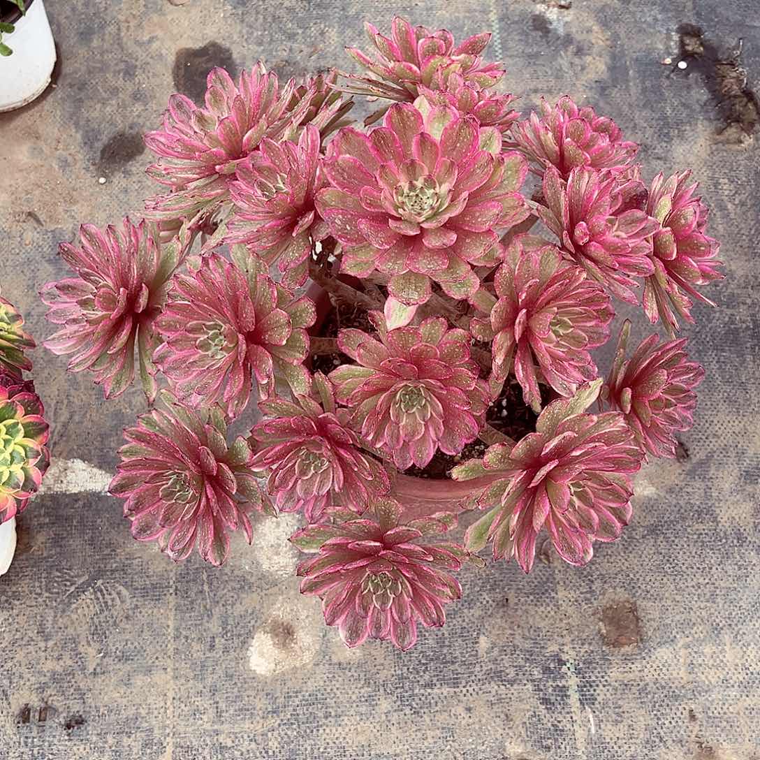 法师多肉哈哈哈哈