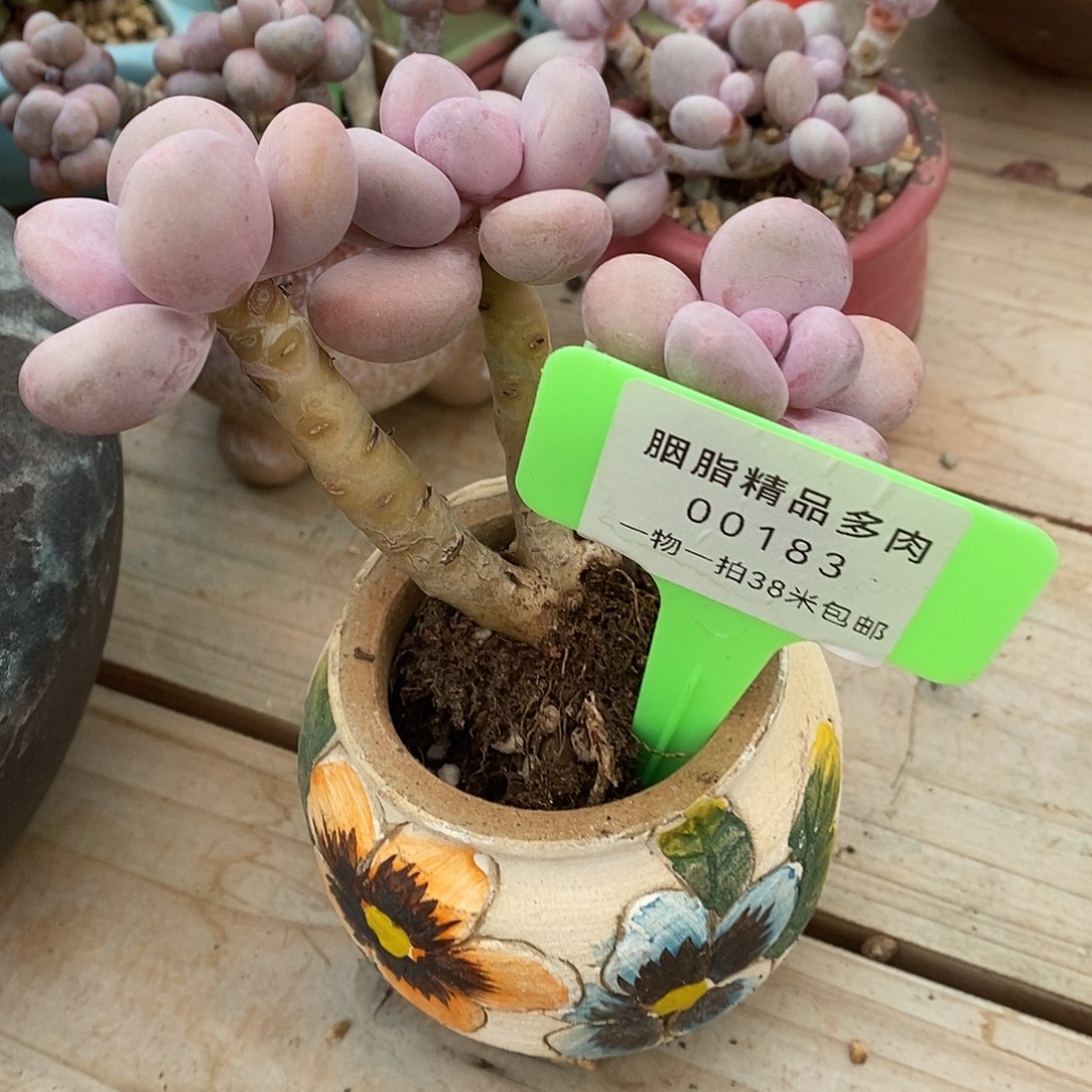 183头宏宏咯困哦哦蜗牛
