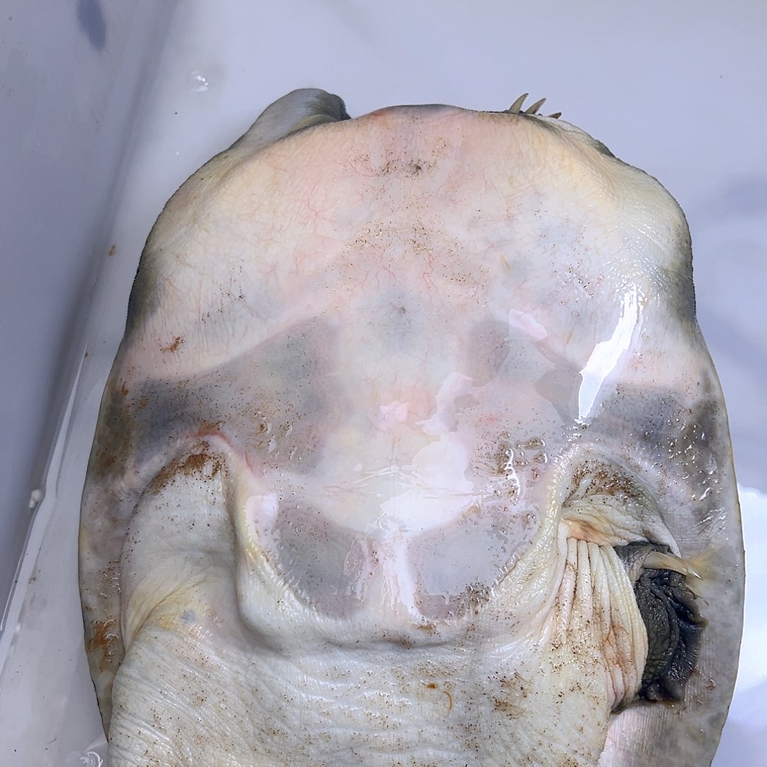 中国大陆野生甲鱼包邮包活