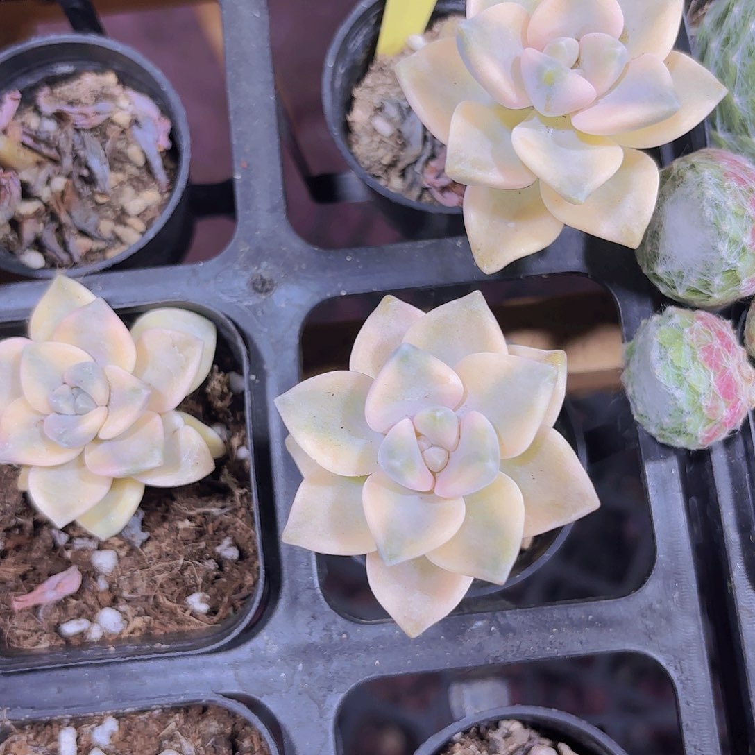 精品美杏锦多肉植物