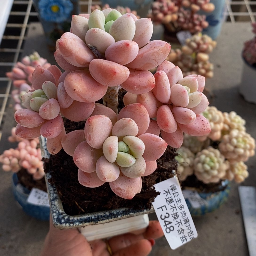 樱花洛神348/9c m