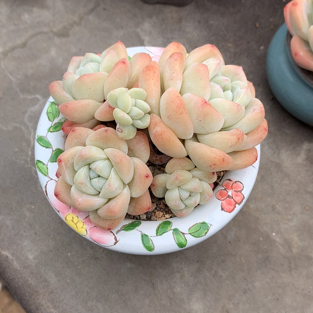 一物一拍，冰玉群老庄