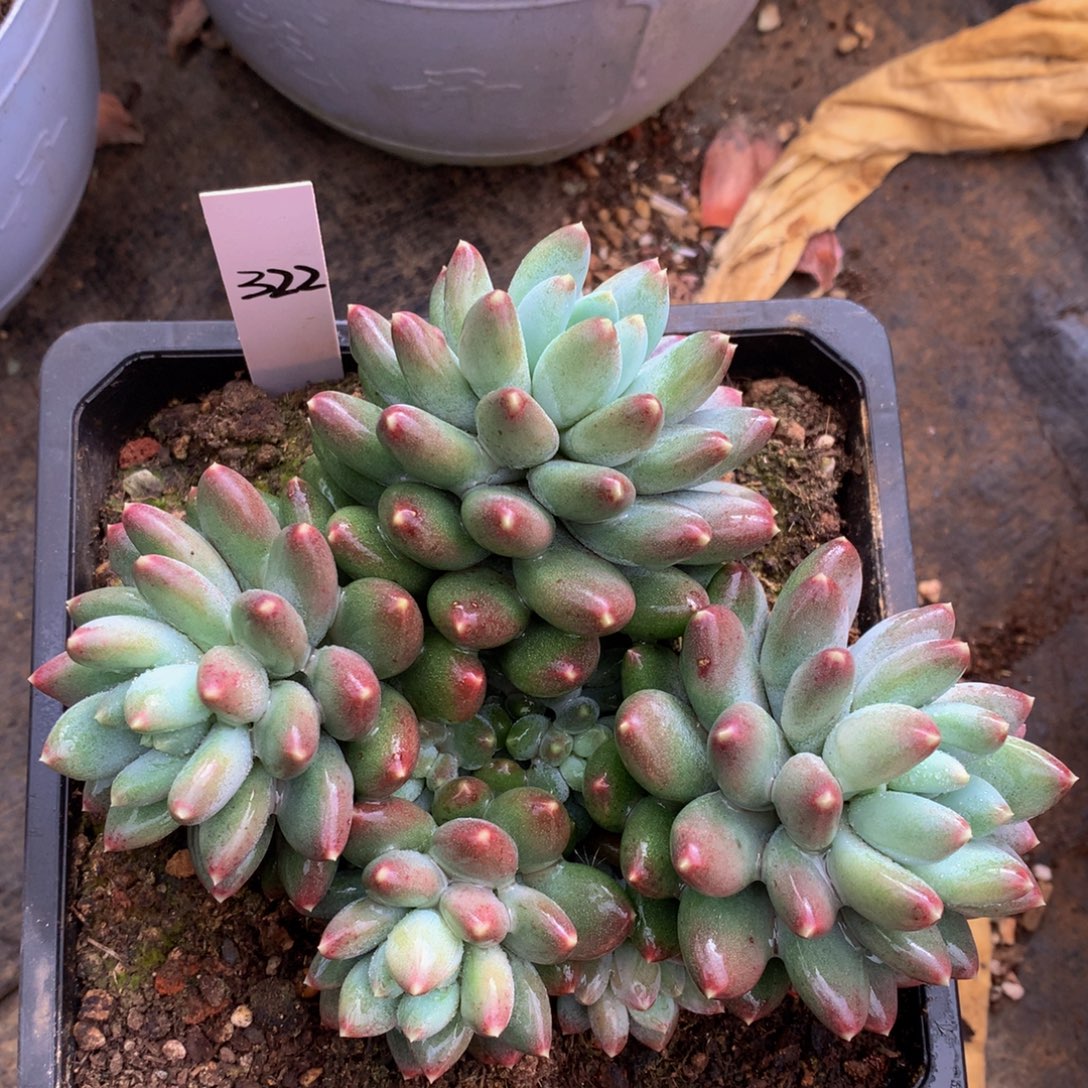 星月菩提726277273737