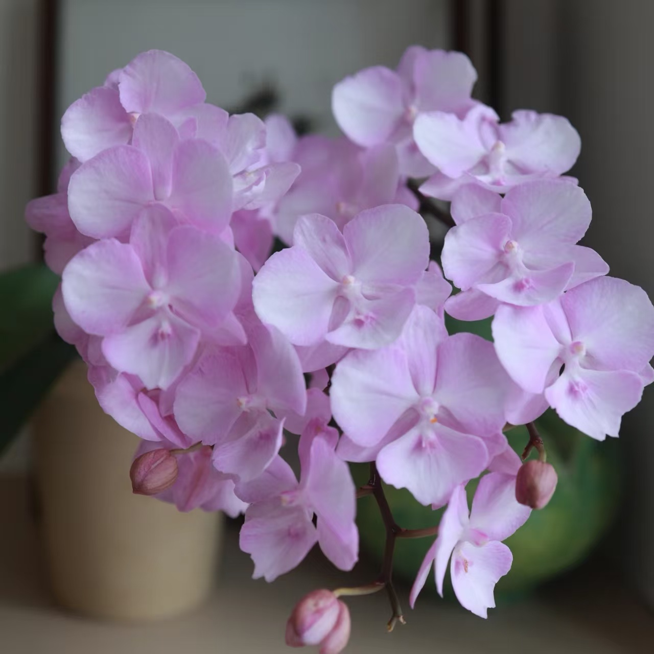 【神仙姐姐3.0苗剪过春梗】蝴蝶兰 超仙 花期长