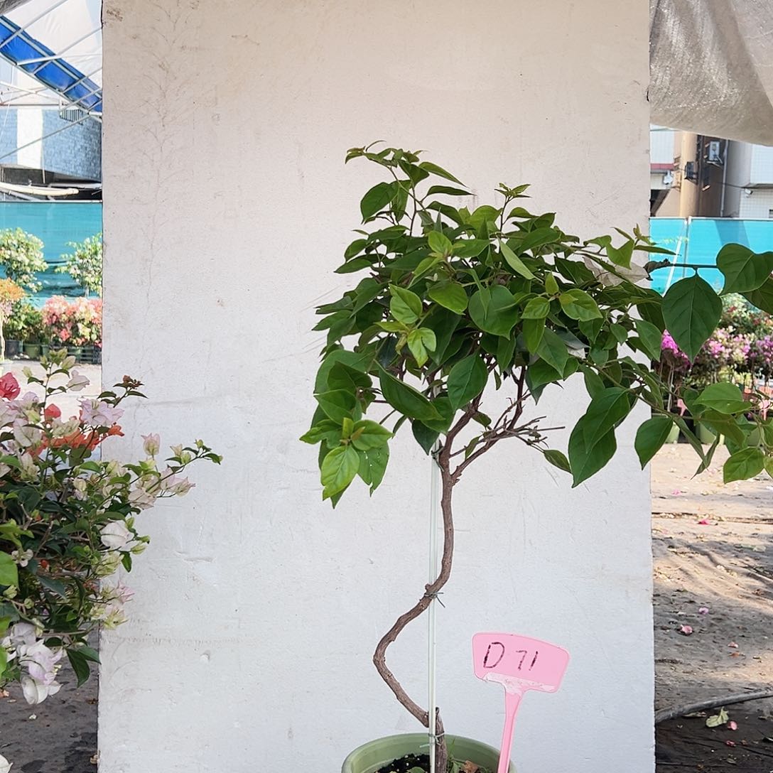 虎****大部分花苞少量开放D71红樱