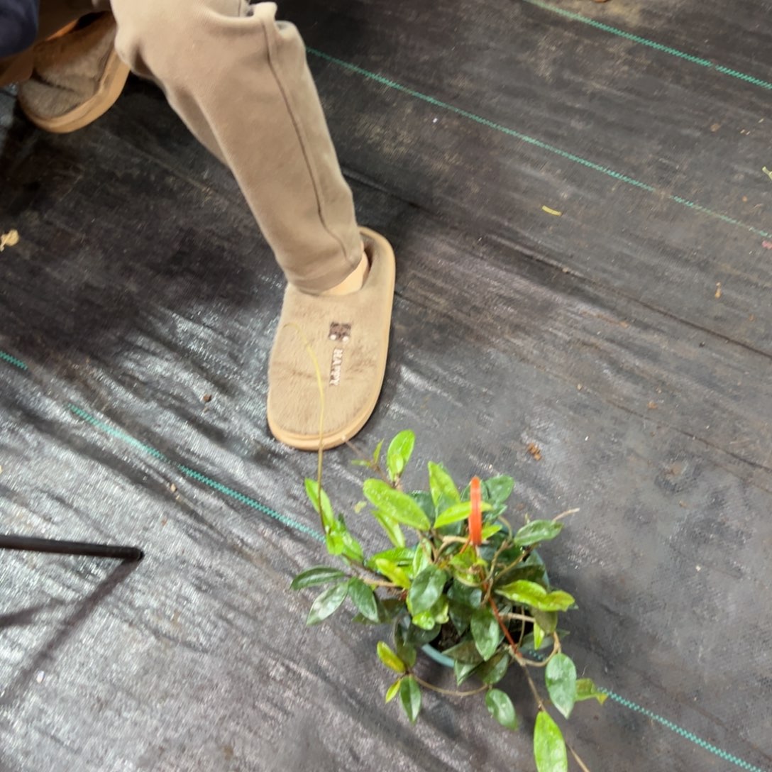 大***步无花朵银斑球兰中苗