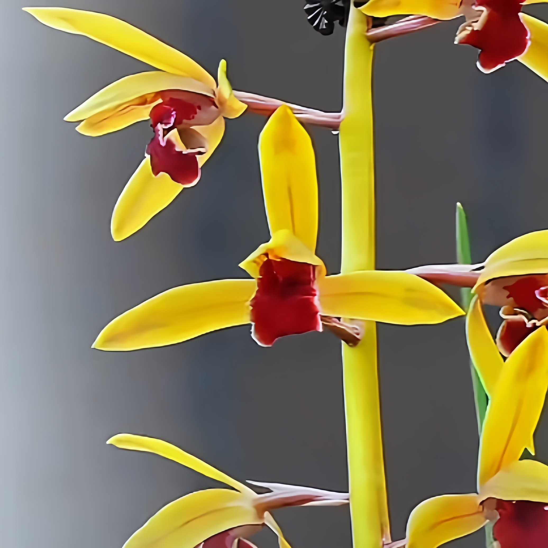 【蕙兰朱金红素】蕙兰高端铭品 花期2-4月山区自然苗阳台养兰无温室