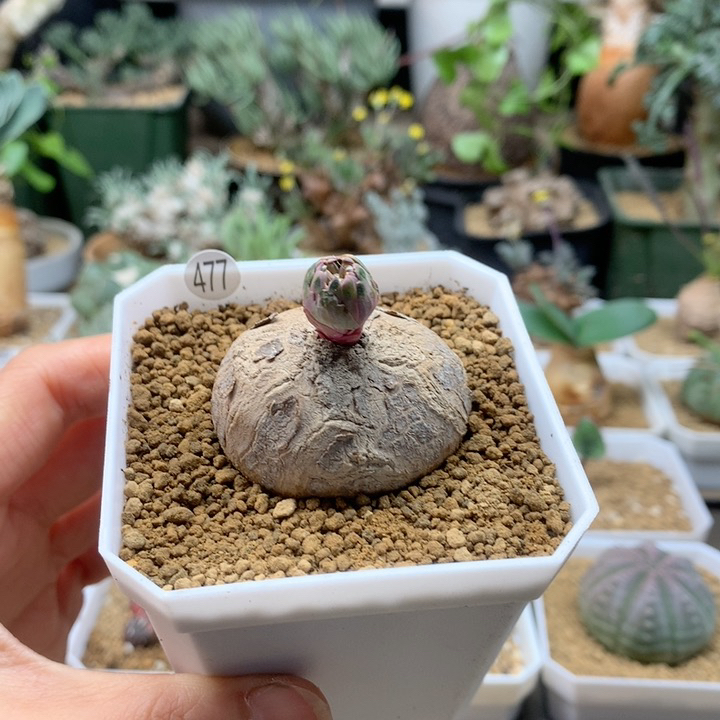 玫瑰大戟脱土477