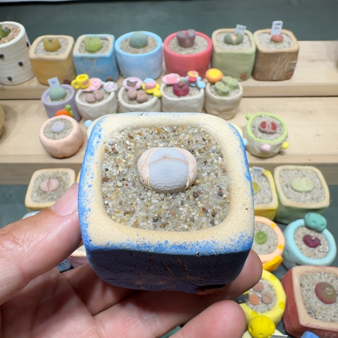 红陶蘑菇1245高尔夫