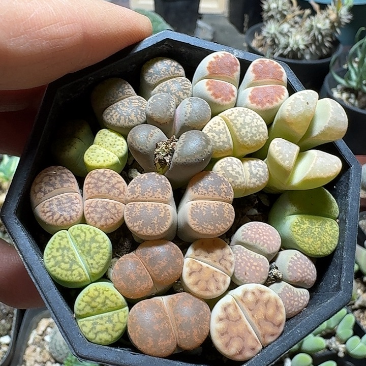 724一盒生石花带盆发货