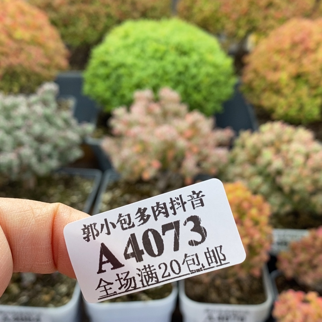 土一包4073枝干番杏