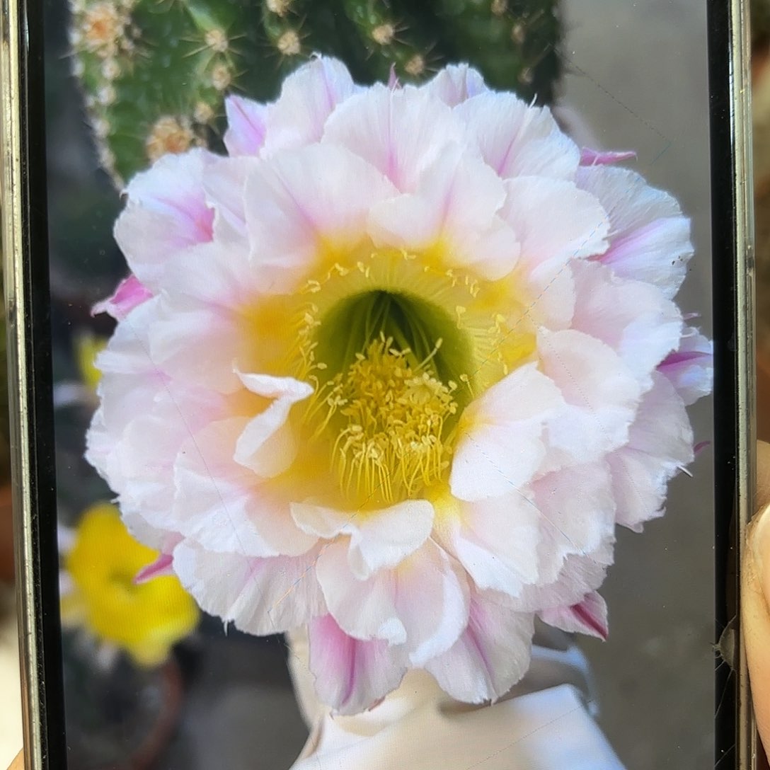 彩草1-29号7公分左右