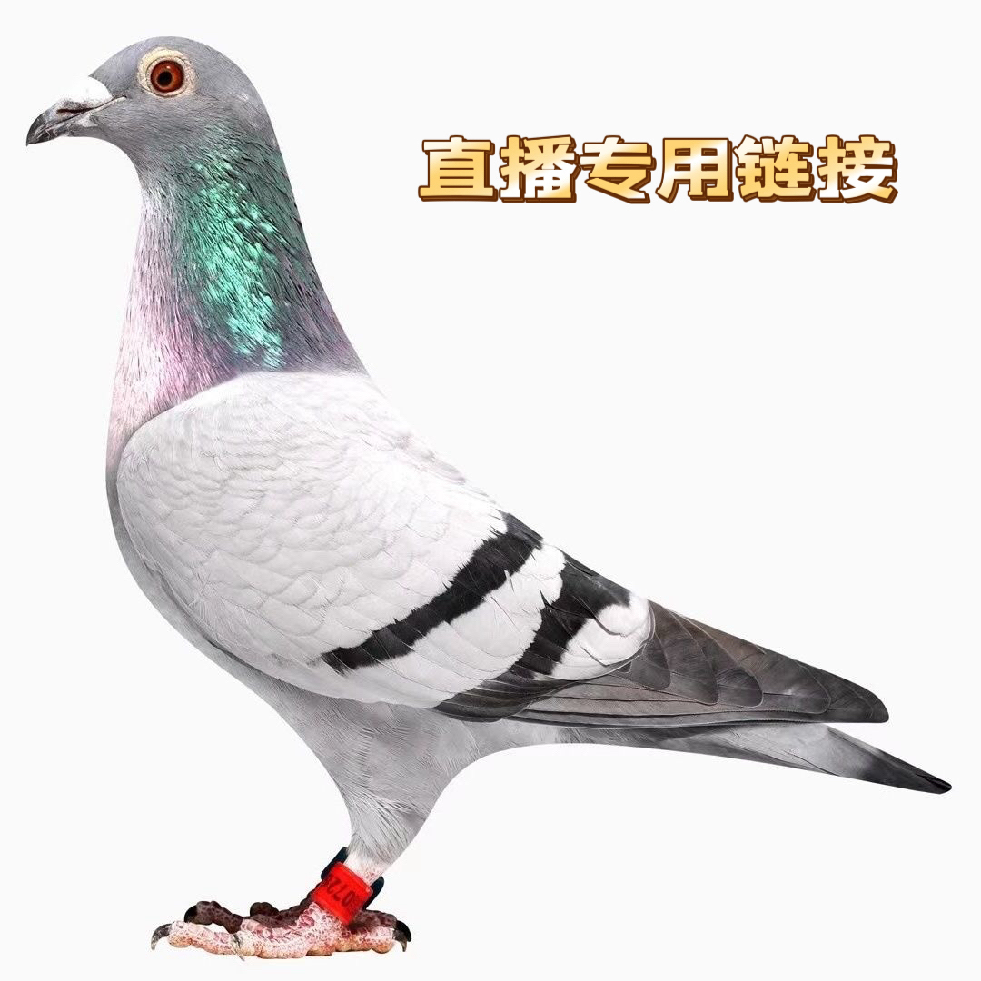 直播专用链接信鸽成绩鸽原环种鸽公棚天落