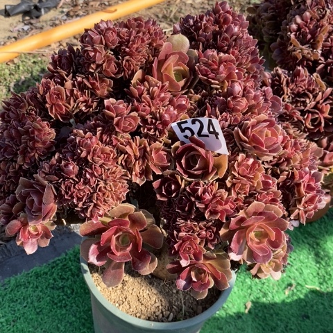 玫瑰缀多肉植物法师不包损524