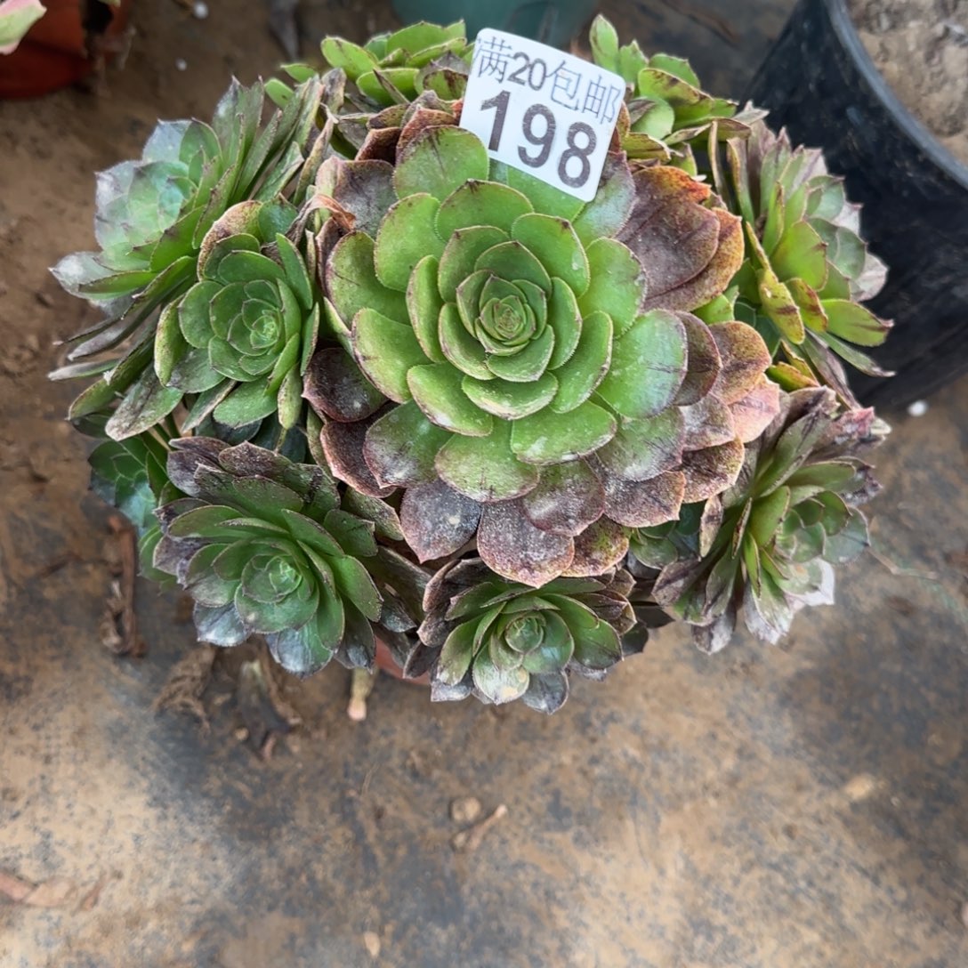 万拉丝198满20包邮断枝不包