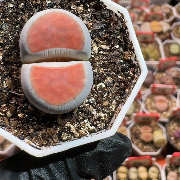 涛**海生石花14444。 57